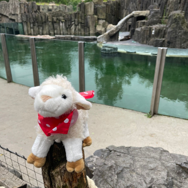 Daránek v Zoo